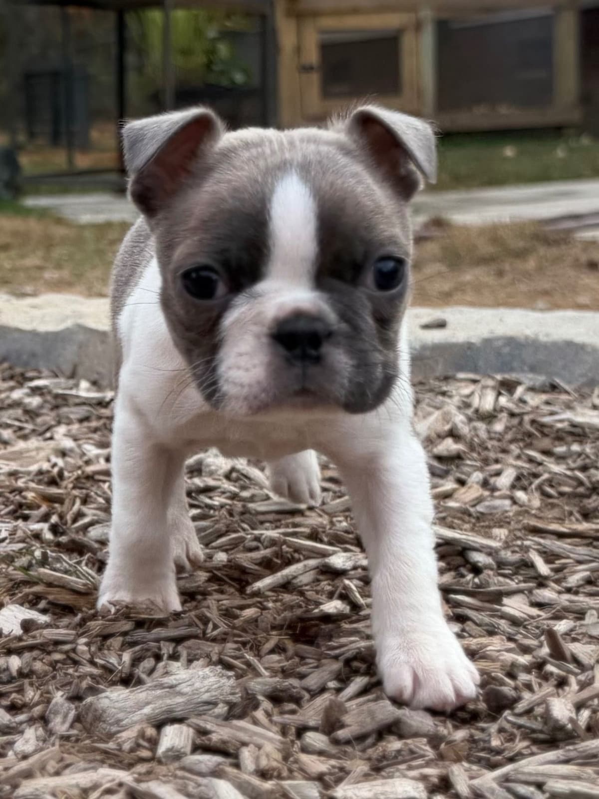 Boston Terrier Puppies breeder image 3