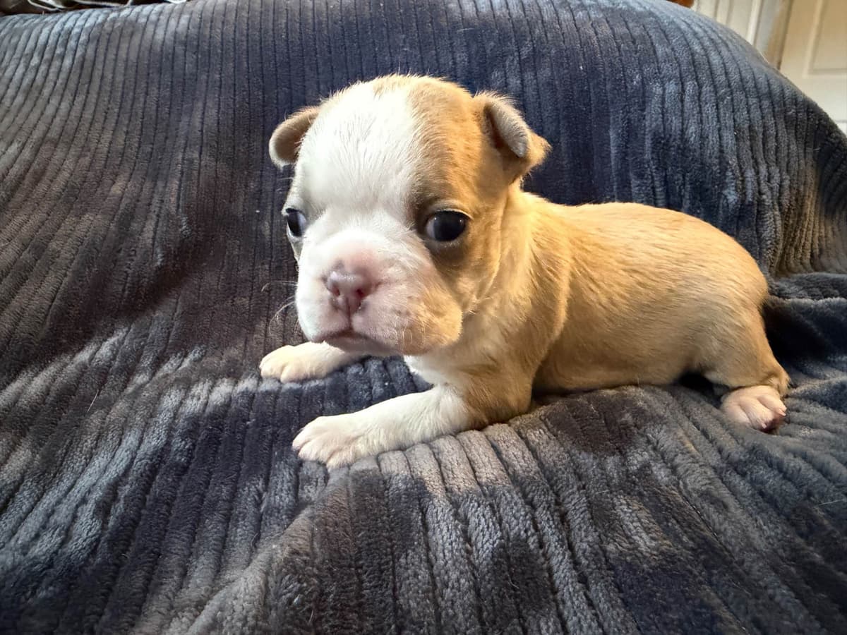 Boston Terrier Puppies breeder image 6