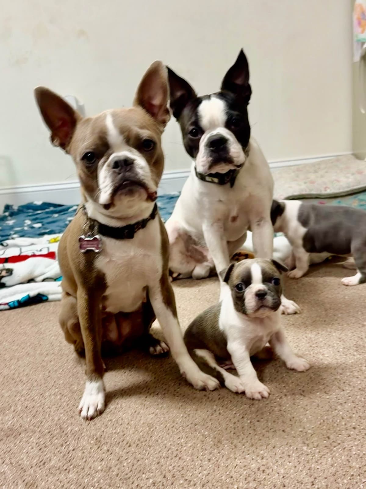 Boston Terrier Puppies breeder image 8