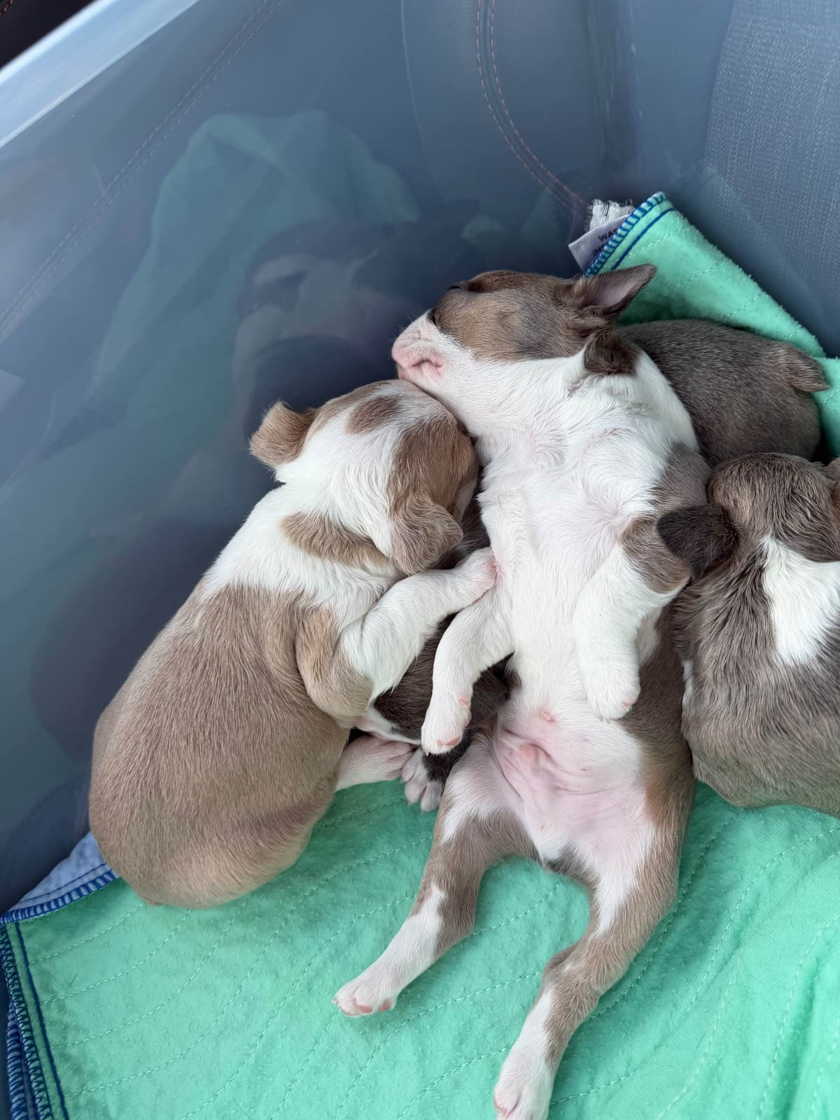 Boston Terrier Puppies breeder image 9