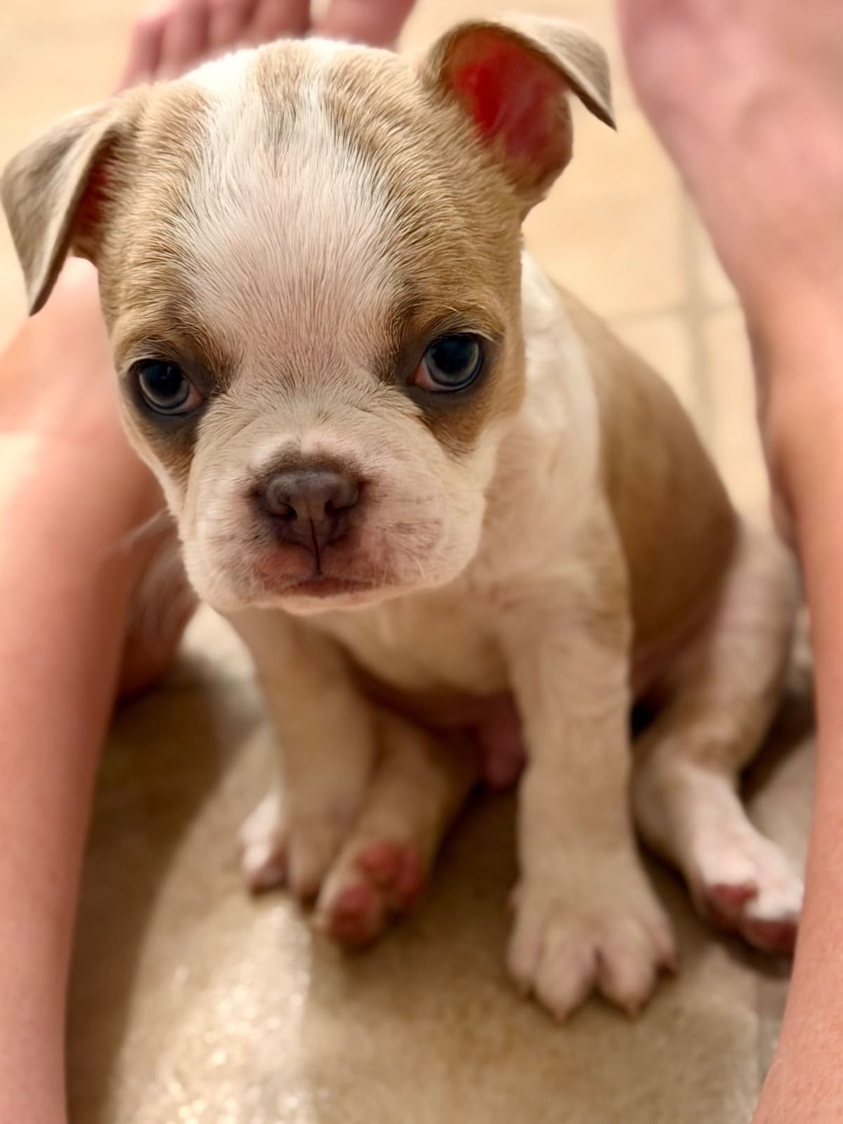 Boston Terrier Puppies breeder image 11