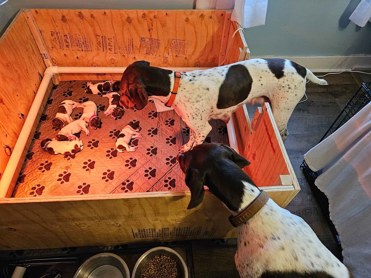 German Shorthaired Pointer Puppies breeder image 2