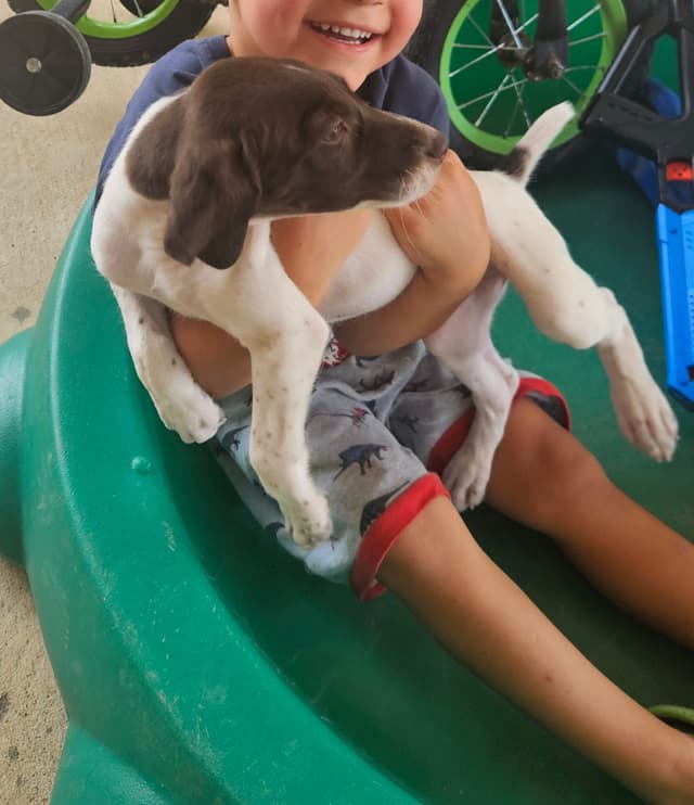 German Shorthaired Pointer Puppies media 2
