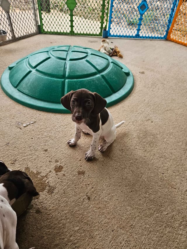 German Shorthaired Pointer Puppies media 3