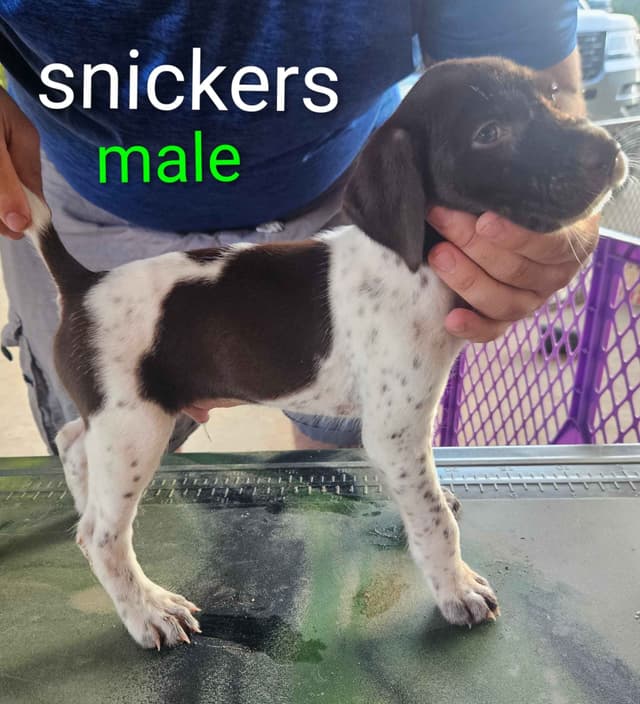 German Shorthaired Pointer Puppies media 4