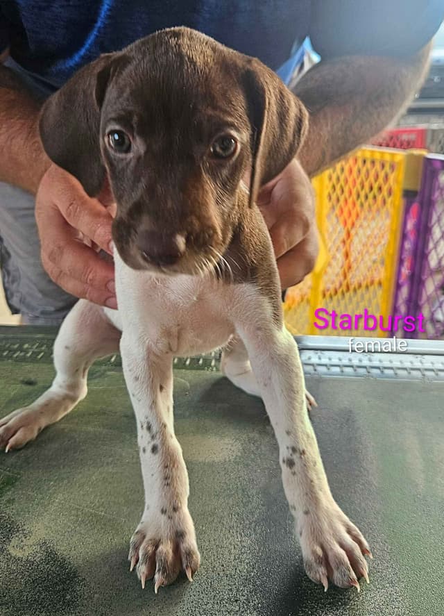 German Shorthaired Pointer Puppies media 6