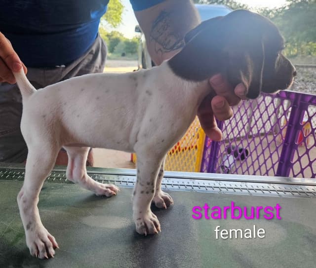 German Shorthaired Pointer Puppies media 10