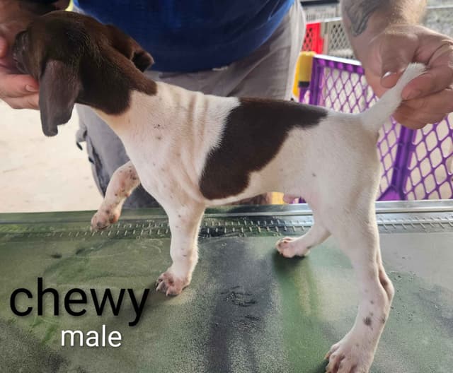German Shorthaired Pointer Puppies media 9