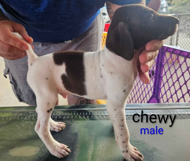 German Shorthaired Pointer Puppies media 7