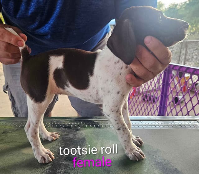 German Shorthaired Pointer Puppies media 11