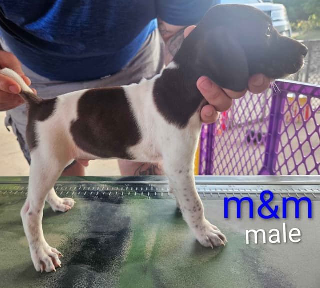 German Shorthaired Pointer Puppies media 8