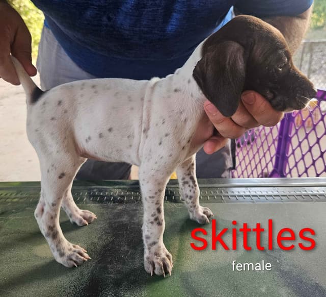 German Shorthaired Pointer Puppies media 14