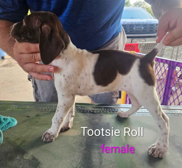 German Shorthaired Pointer Puppies media 16
