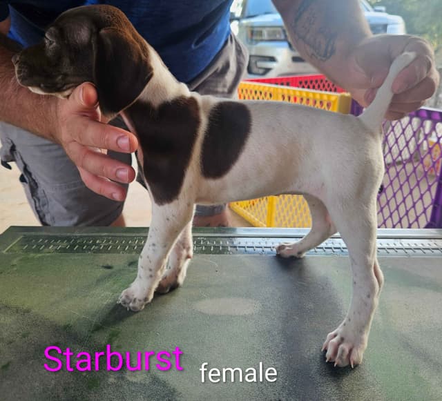 German Shorthaired Pointer Puppies media 15