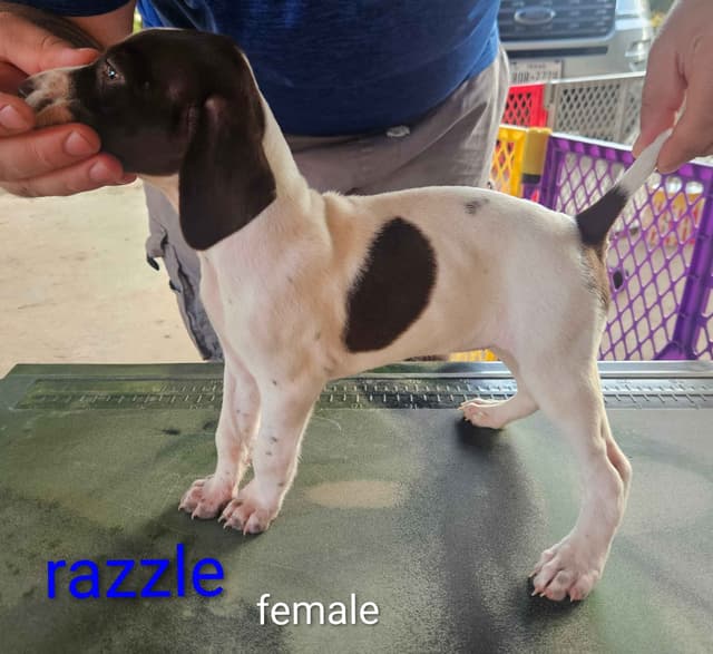 German Shorthaired Pointer Puppies media 17