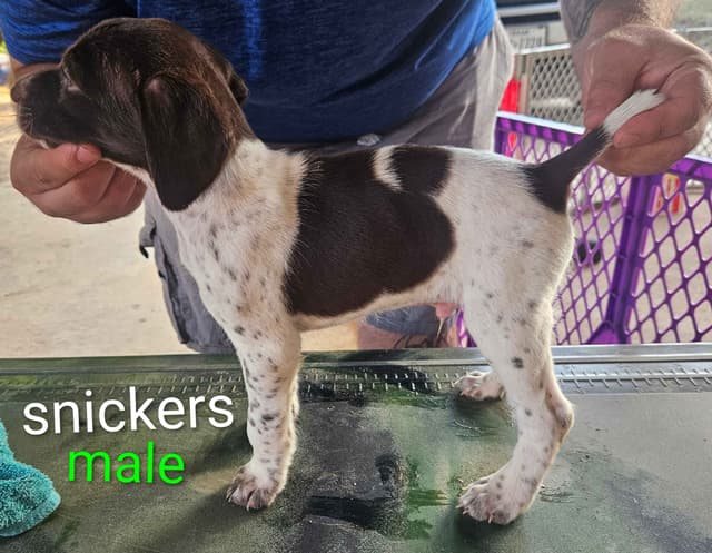 German Shorthaired Pointer Puppies media 18