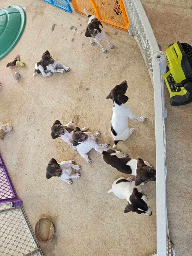 German Shorthaired Pointer Puppies media 19