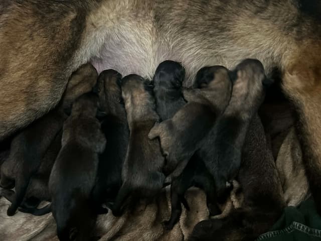 Belgian Malinois Puppies media 3