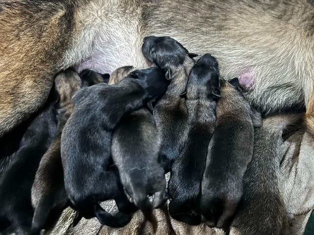 Belgian Malinois Puppies media 4