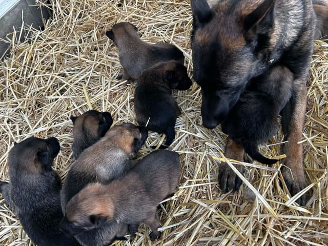 Belgian Malinois Puppies media 5