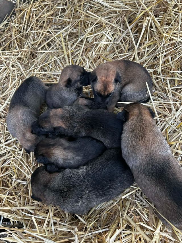 Belgian Malinois Puppies media 6