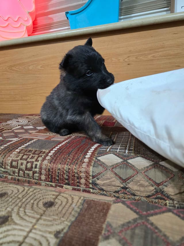 Belgian Malinois Puppies media 8
