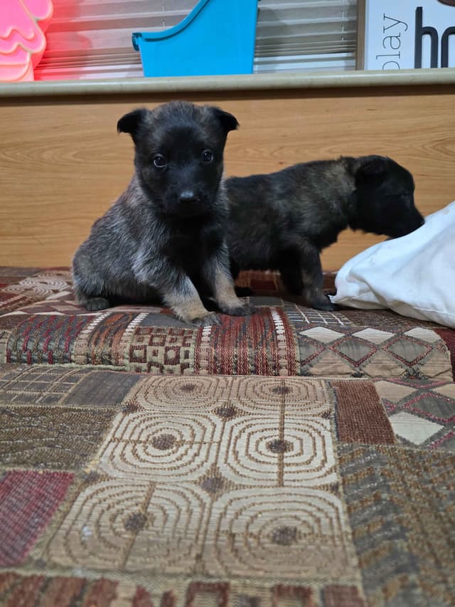 Belgian Malinois Puppies media 2
