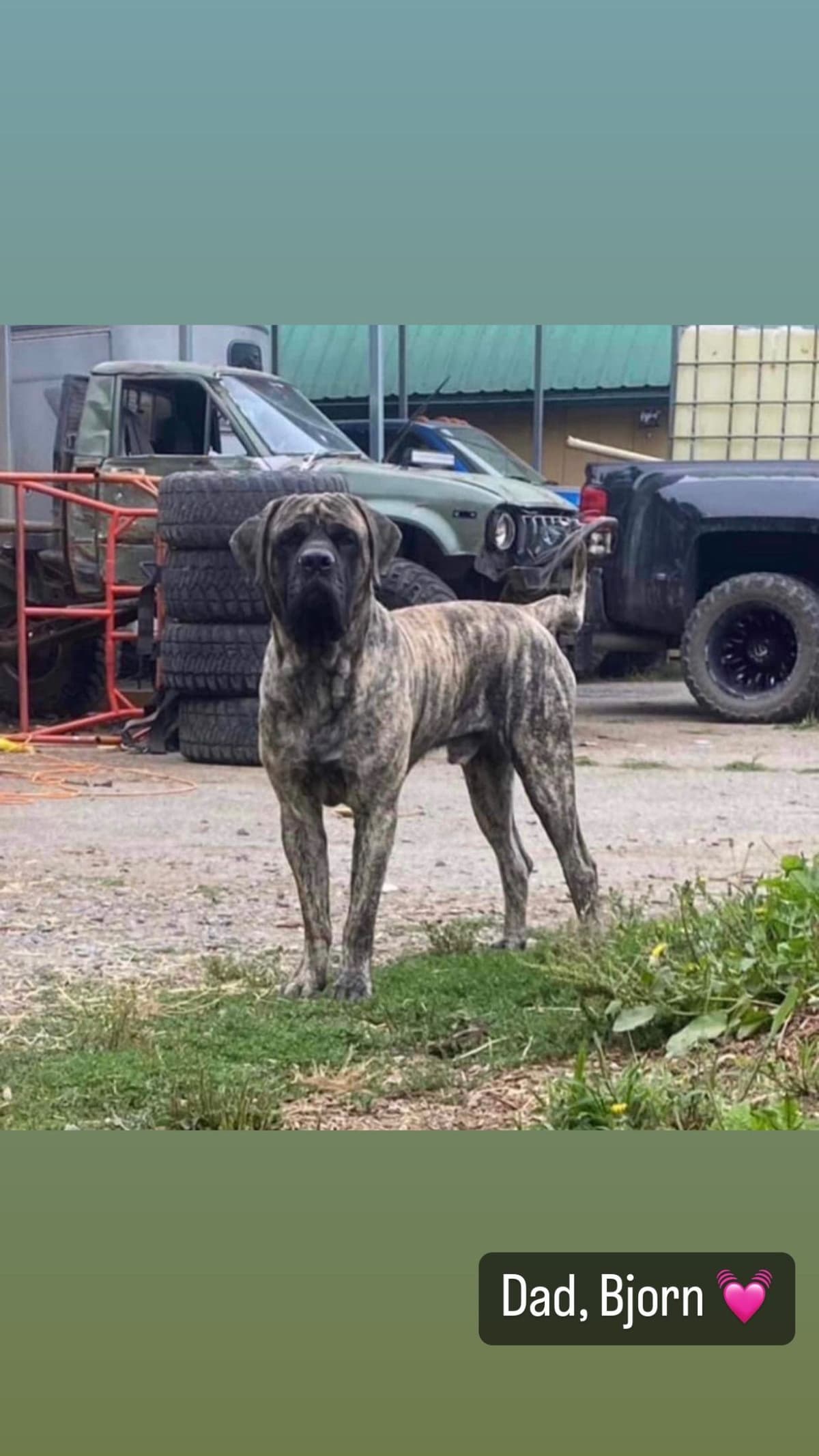 AKC English Mastiff Puppies breeder image 3