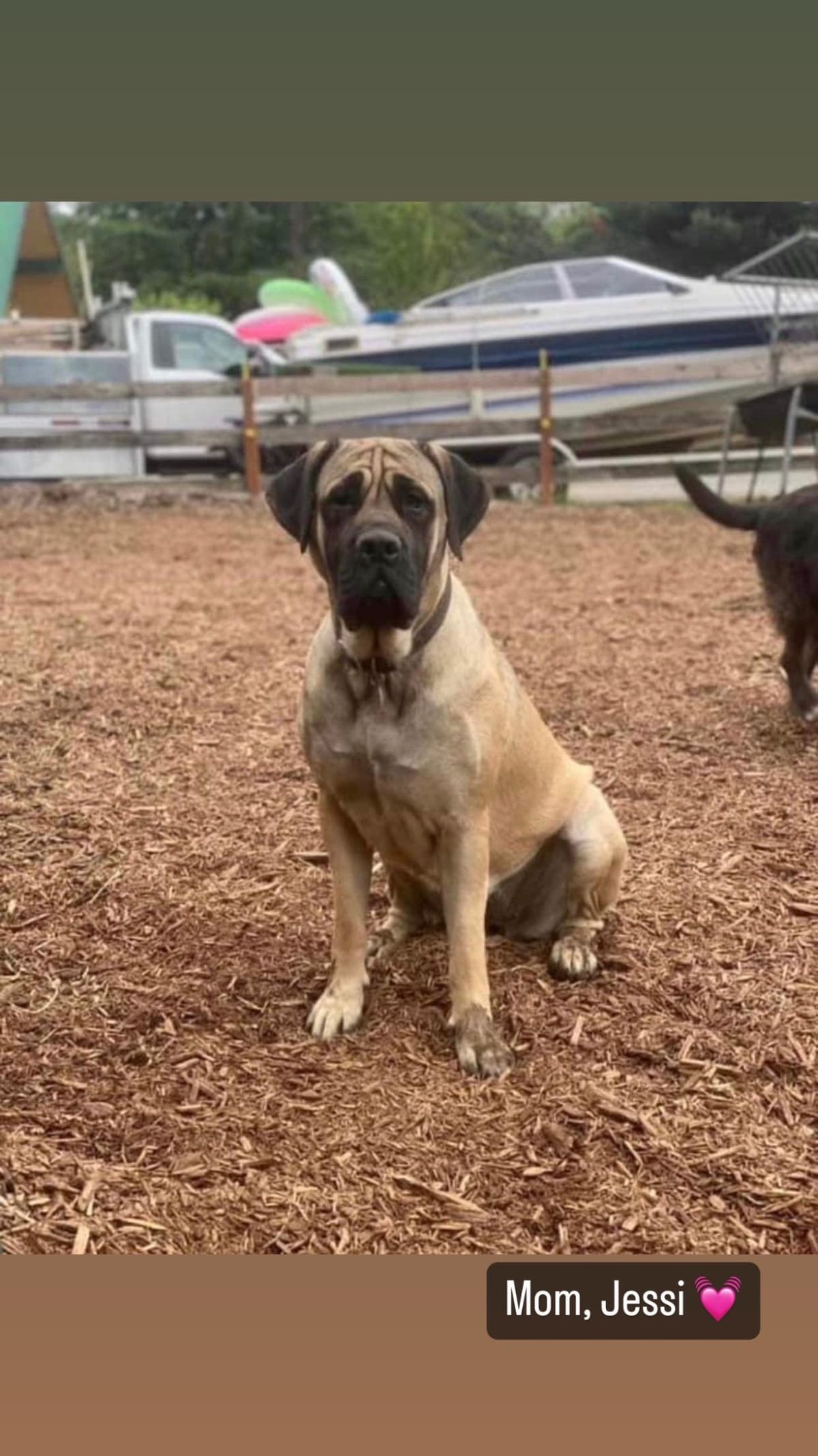 AKC English Mastiff Puppies breeder image 2