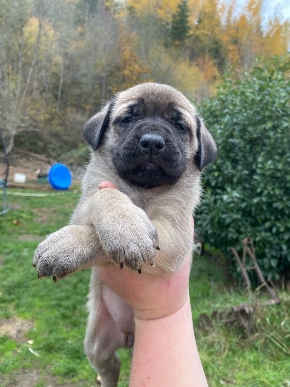 AKC English Mastiff Puppies breeder image 4