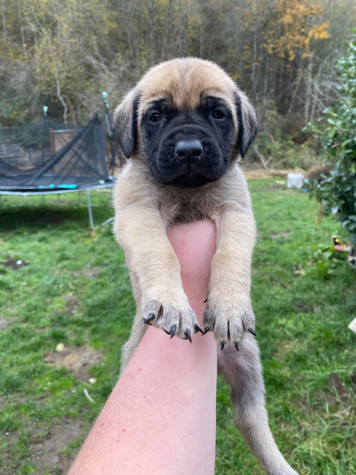 AKC English Mastiff Puppies breeder image 6