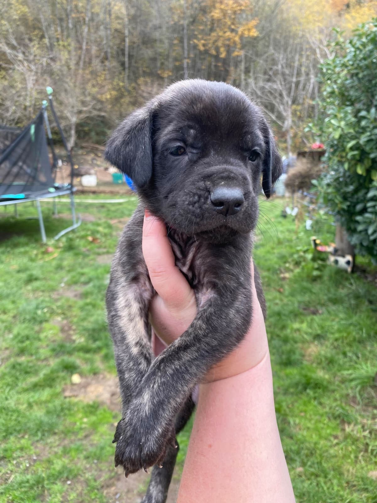 AKC English Mastiff Puppies breeder image 5