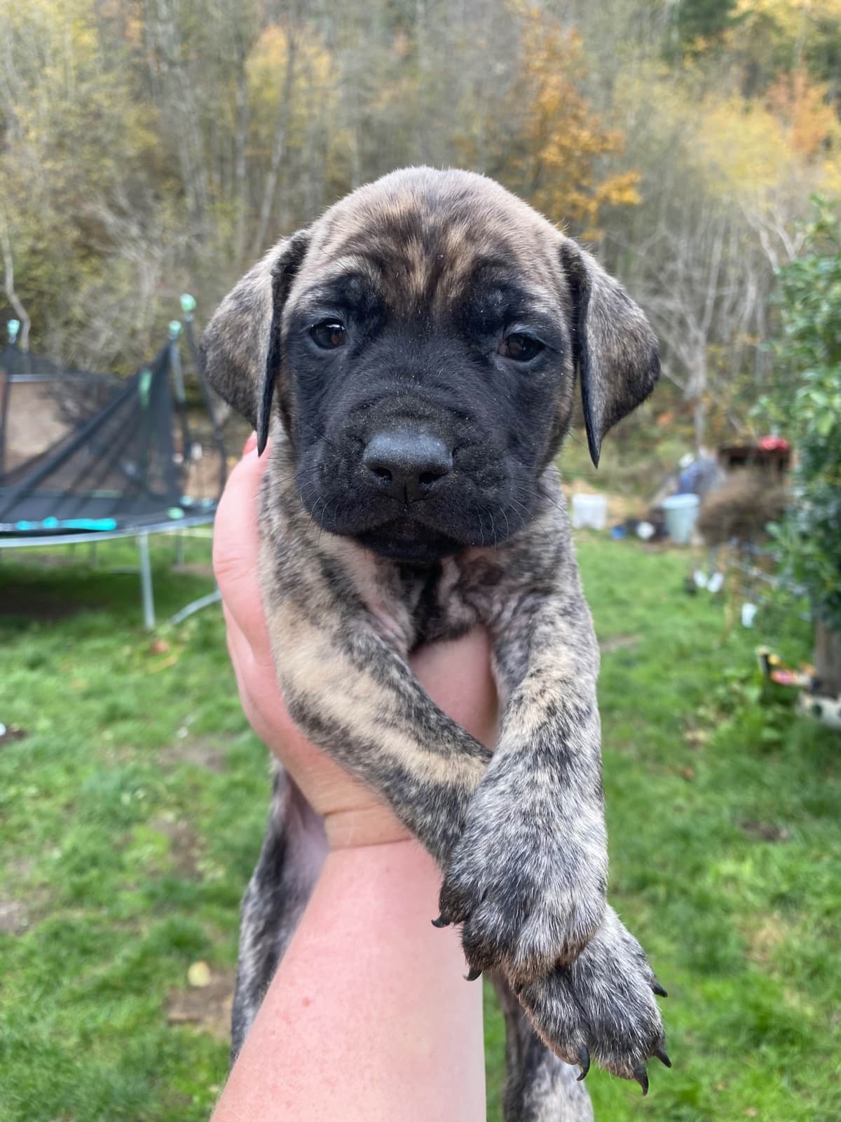AKC English Mastiff Puppies breeder image 7