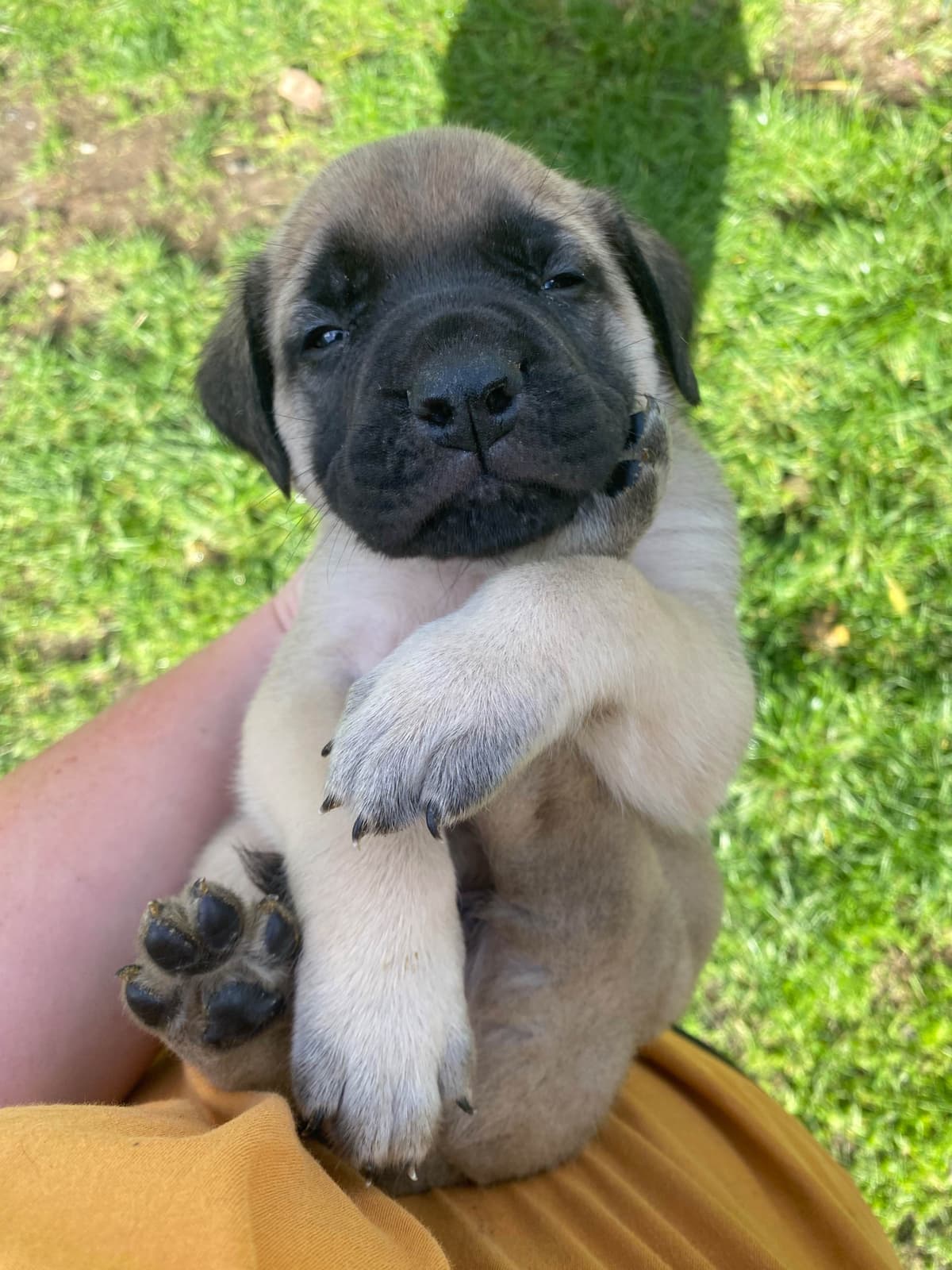 AKC English Mastiff Puppies breeder image 8