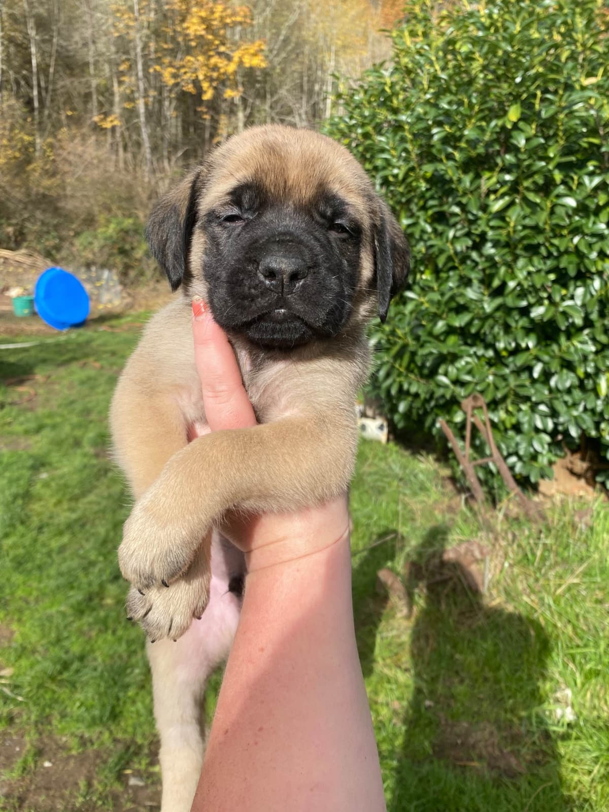 AKC English Mastiff Puppies breeder image 9