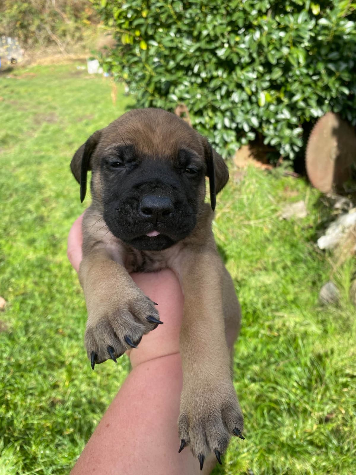 AKC English Mastiff Puppies breeder image 10