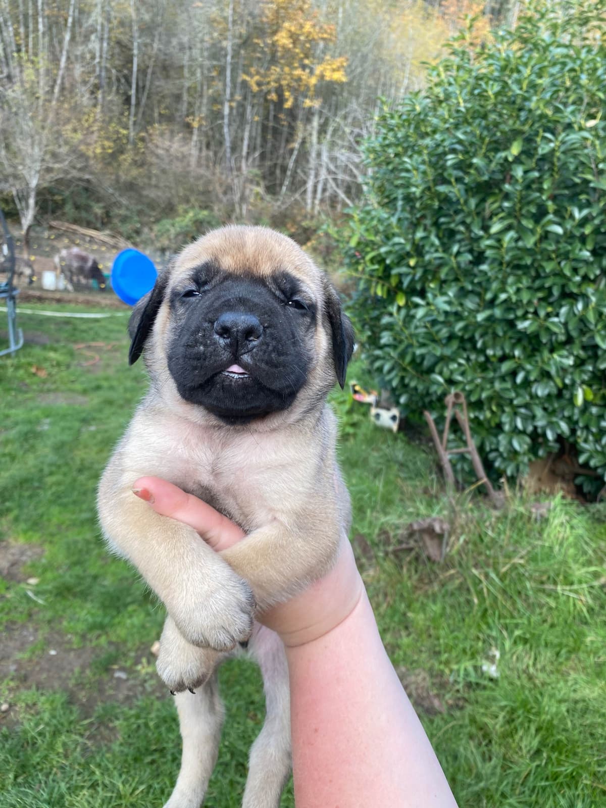 AKC English Mastiff Puppies breeder image 11