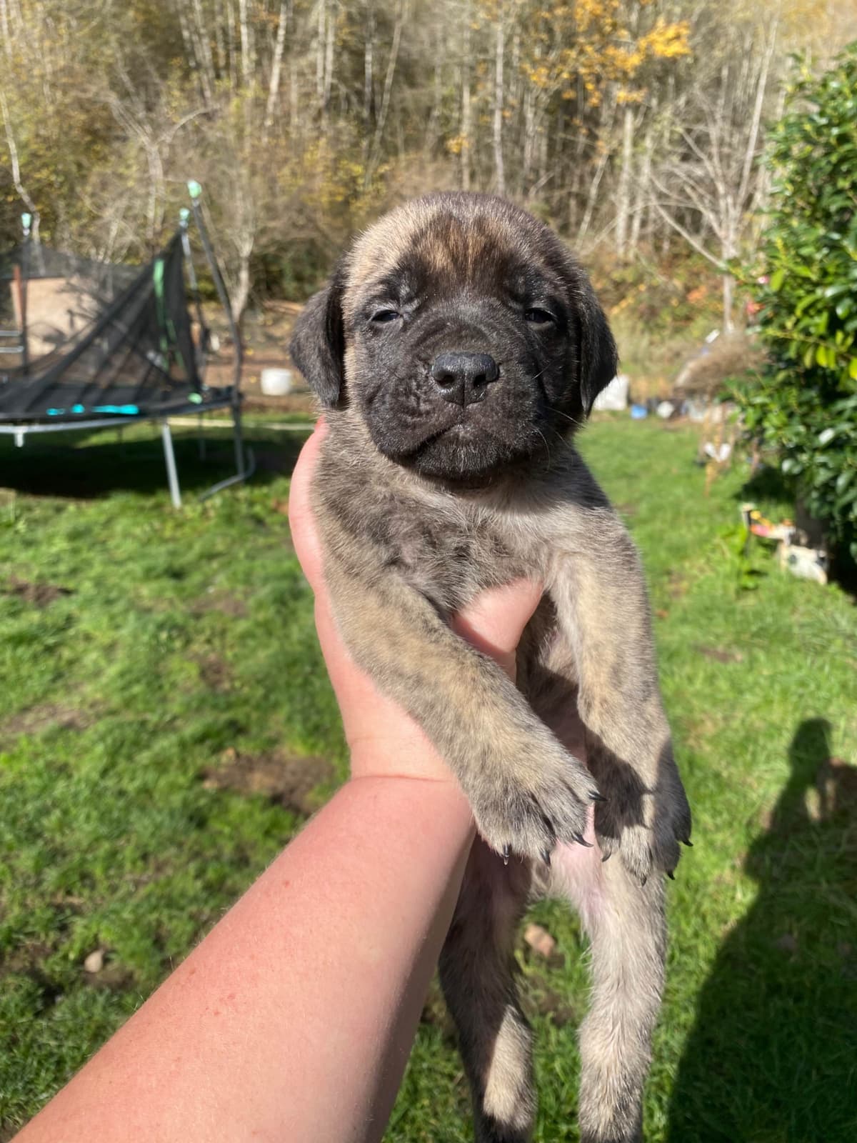 AKC English Mastiff Puppies breeder image 13