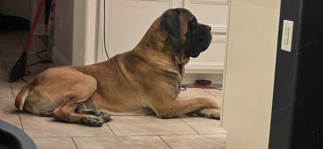 AKC English Mastiff Puppies media 13