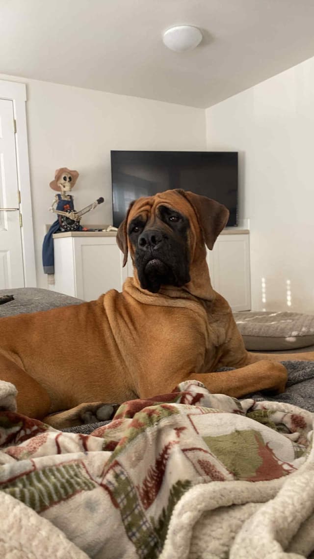 AKC English Mastiff Puppies media 11
