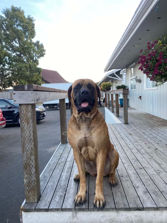 AKC English Mastiff Puppies media 12