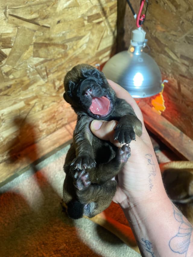 AKC English Mastiff Puppies media 8