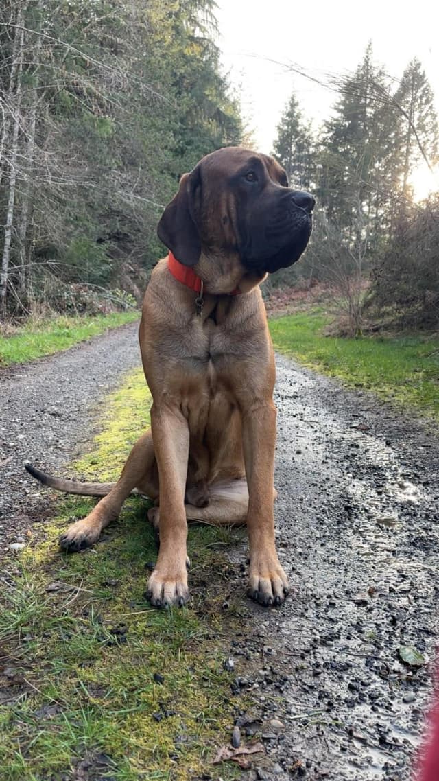 AKC English Mastiff Puppies media 14