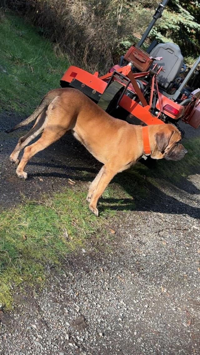 AKC English Mastiff Puppies media 15