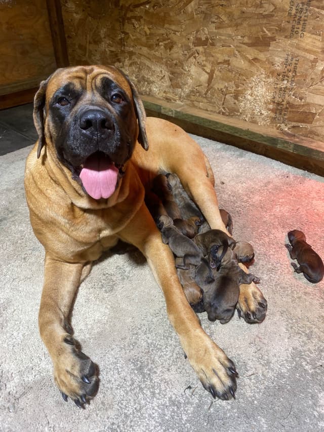 AKC English Mastiff Puppies media 7