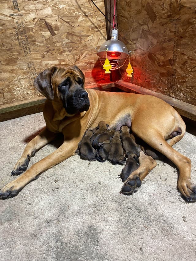 AKC English Mastiff Puppies media 6