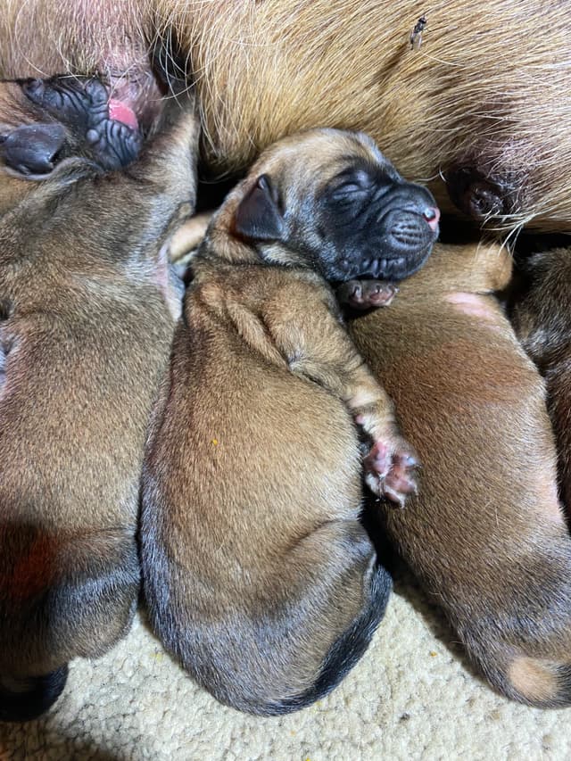 AKC English Mastiff Puppies media 10