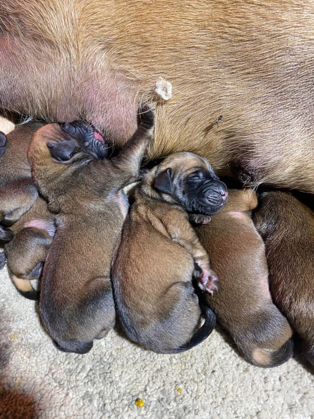 AKC English Mastiff Puppies media 9