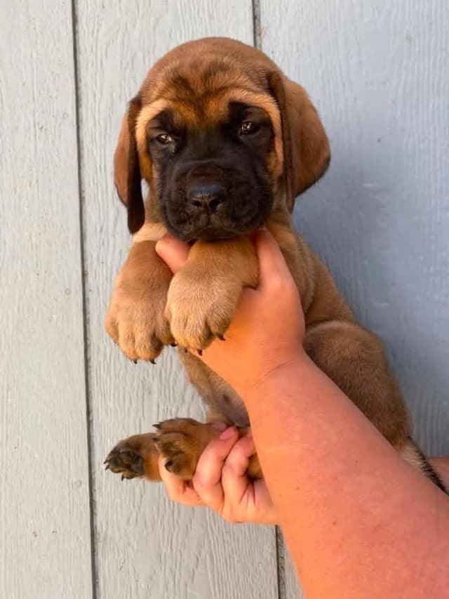 AKC English Mastiff Puppies media 2