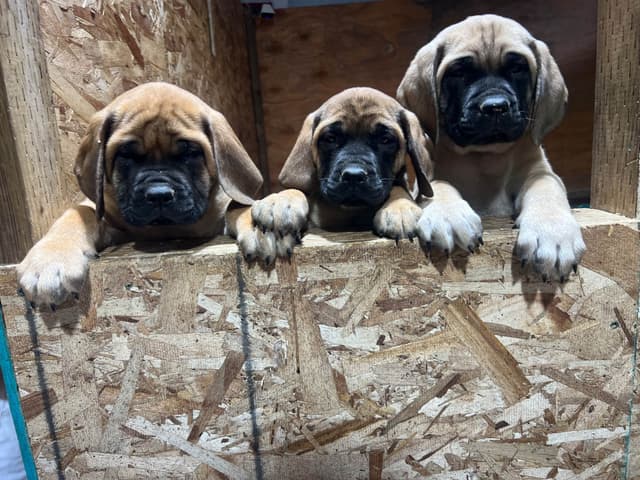 AKC English Mastiff Puppies media 3